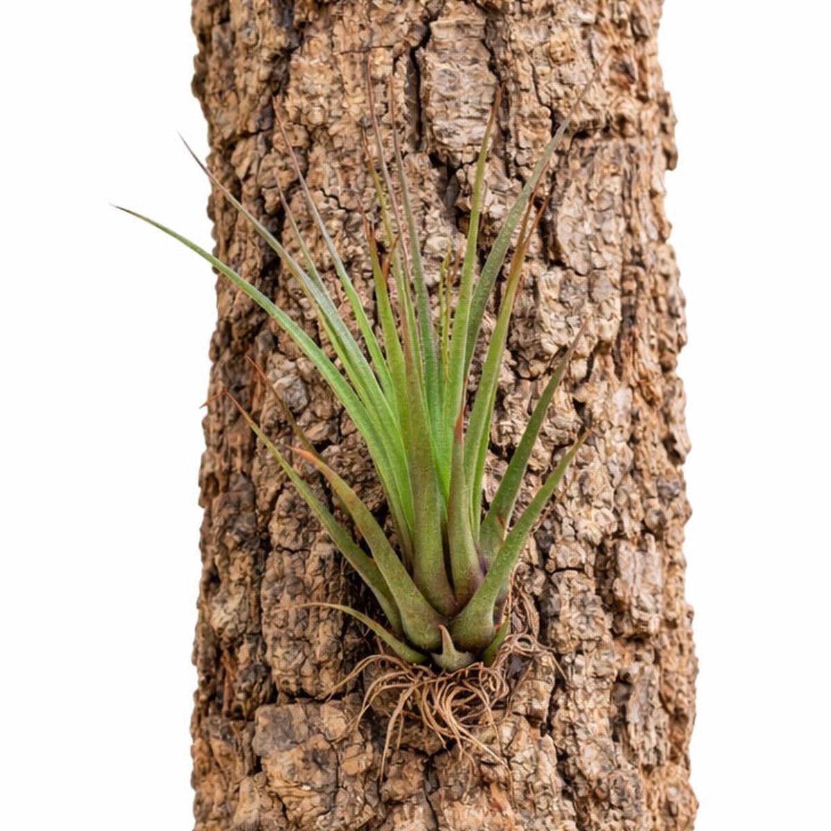 Tillandsia melanocrater 10-20cm