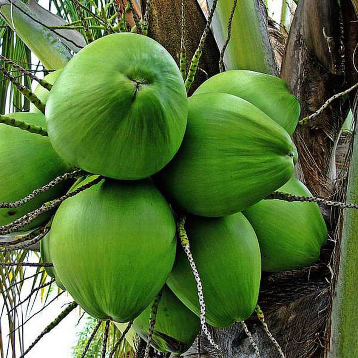 Tree of Kerala Coconut 8211 Plant