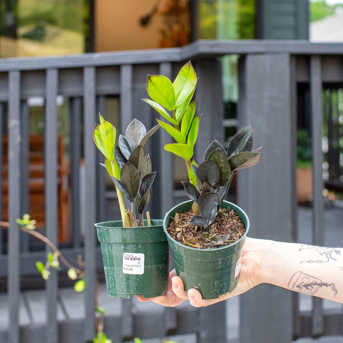 Zamioculcas zamiifolia 'Raven' - 4"