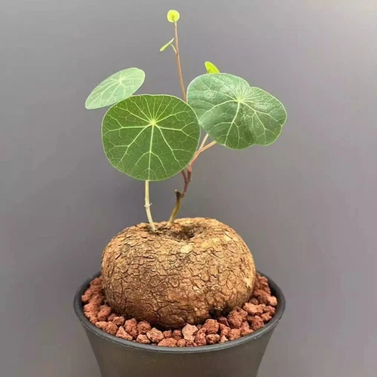 3-4CM Succulent Cactus Plant Stephaniacepharantha Hayata Cactaceae Garden Plant