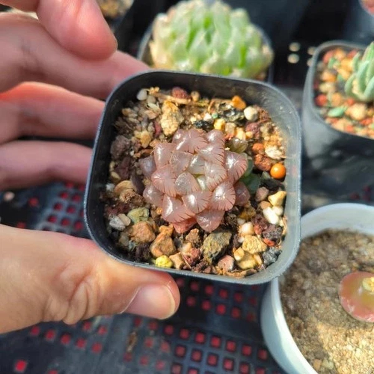 4CM Succulent Plant Haworthia Cooperi Baker Red Obtusa Variegated Home Garden