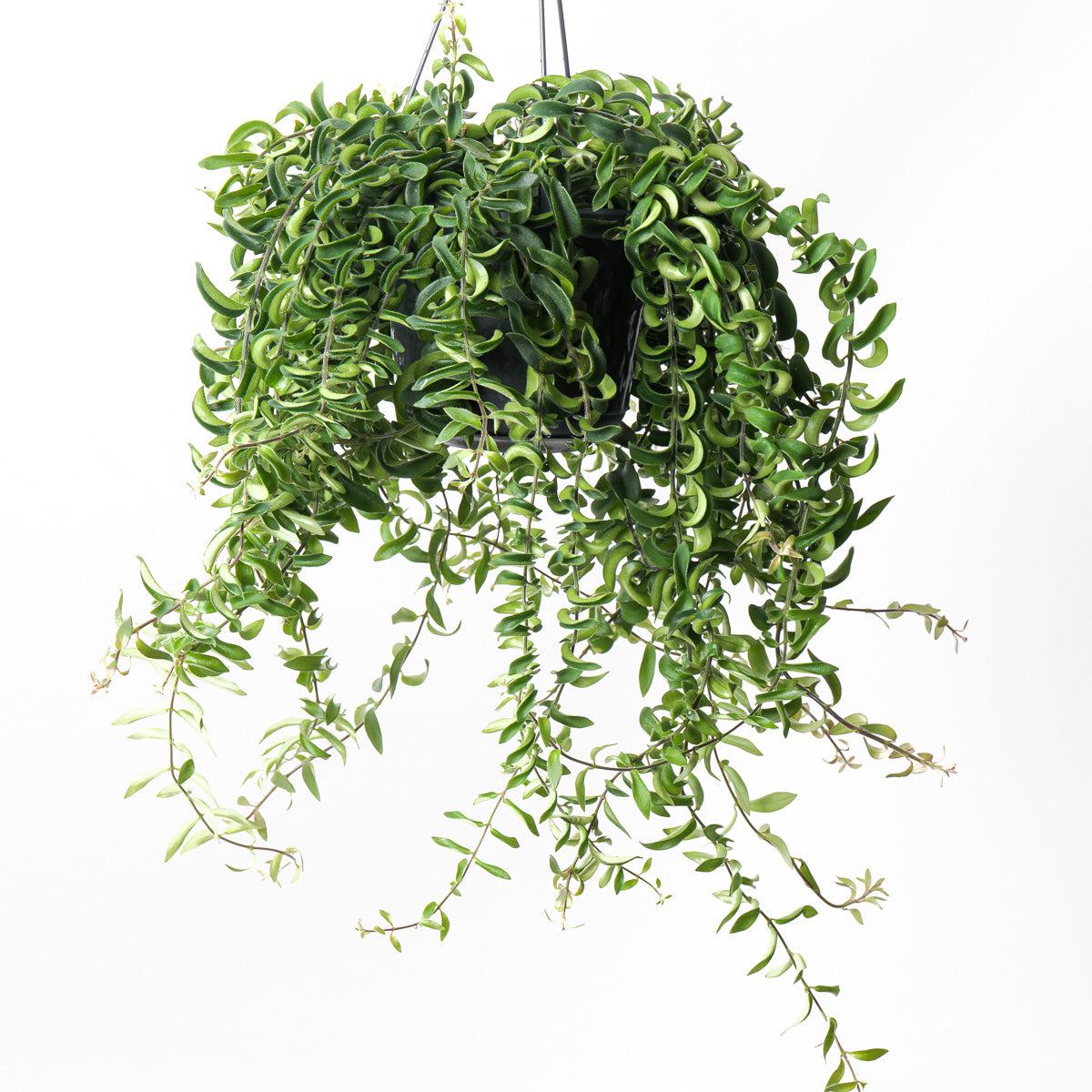 Aeschynanthus radicans 'Twister'