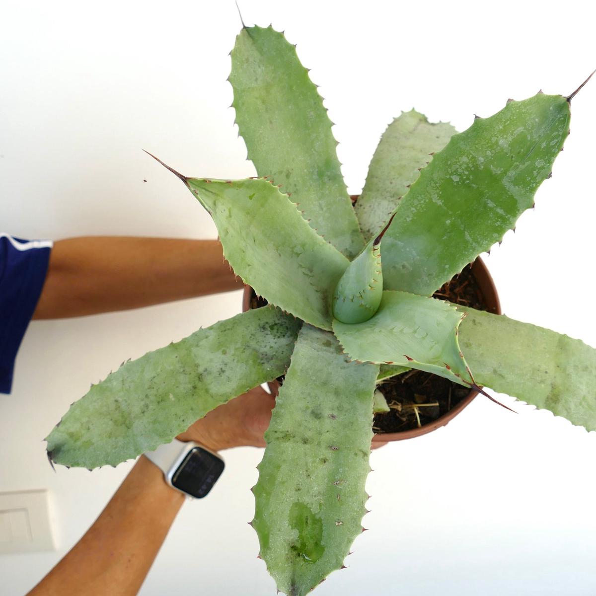 Agave celsii X Agave parryi