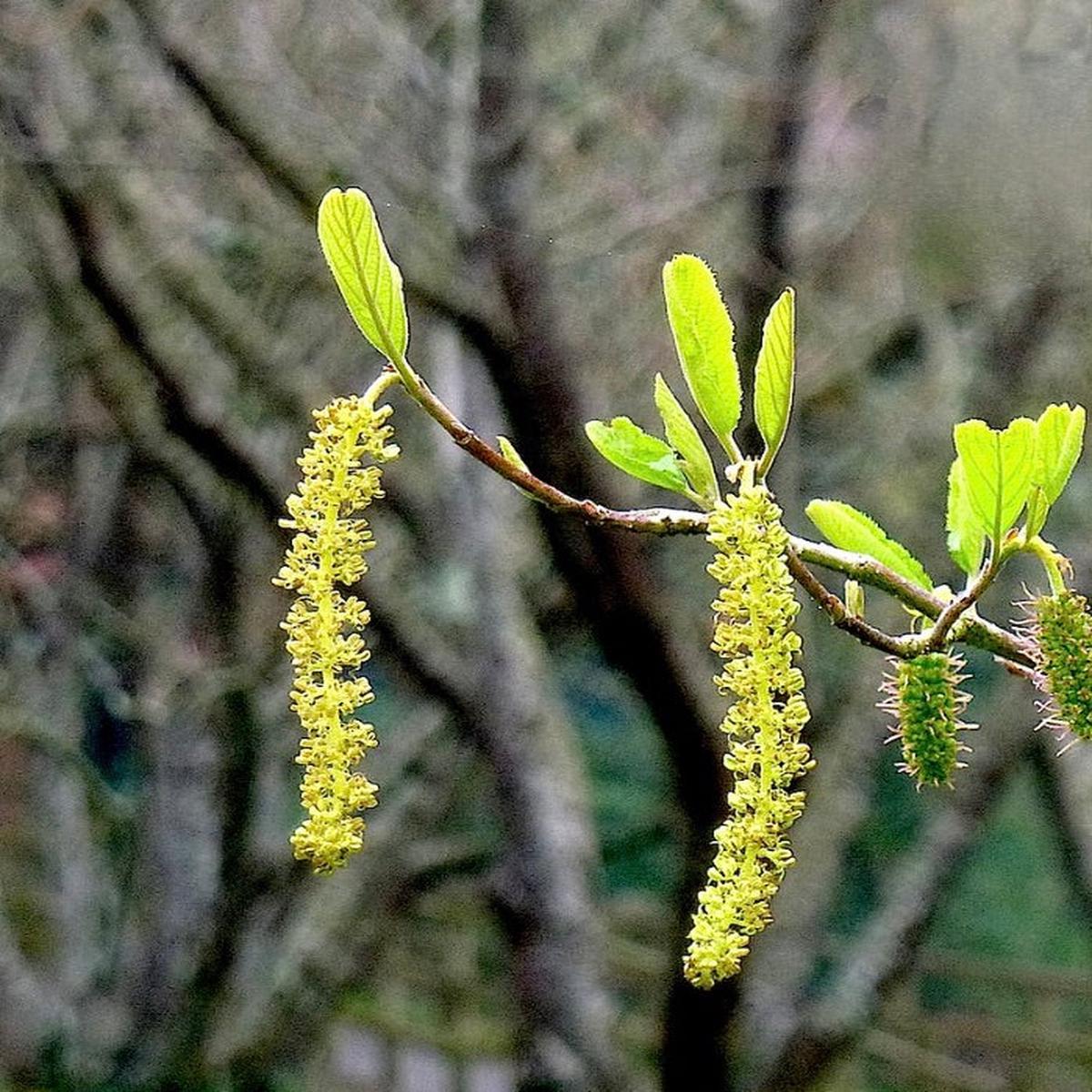 Sinowilsonia henryi