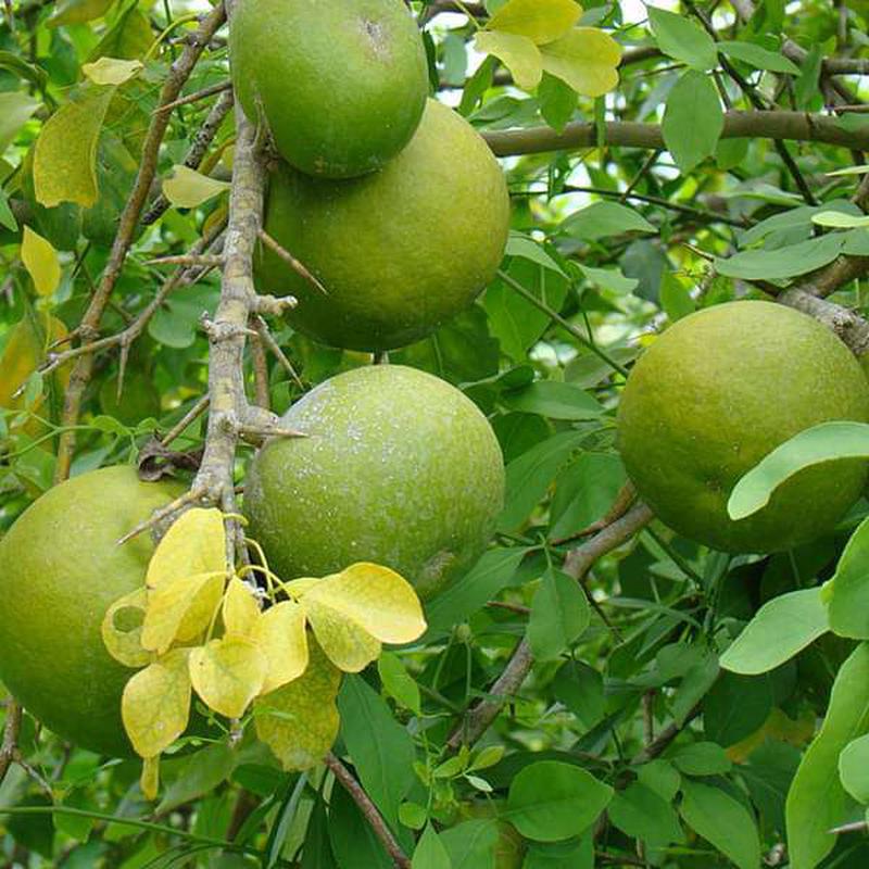 Tree of Puducherry, Bilva - Plant