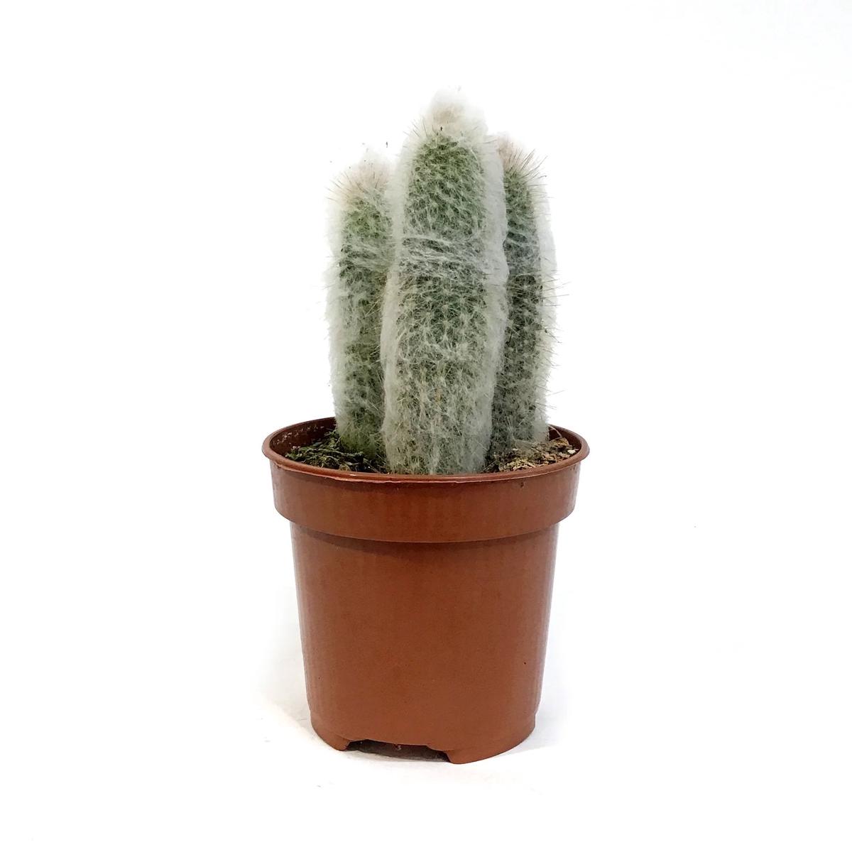 White Wool Cactus - Live Starter Plants - Espostoopsis Dybowskii - Columnar Low Maintenance Indoor Outdoor Succulent