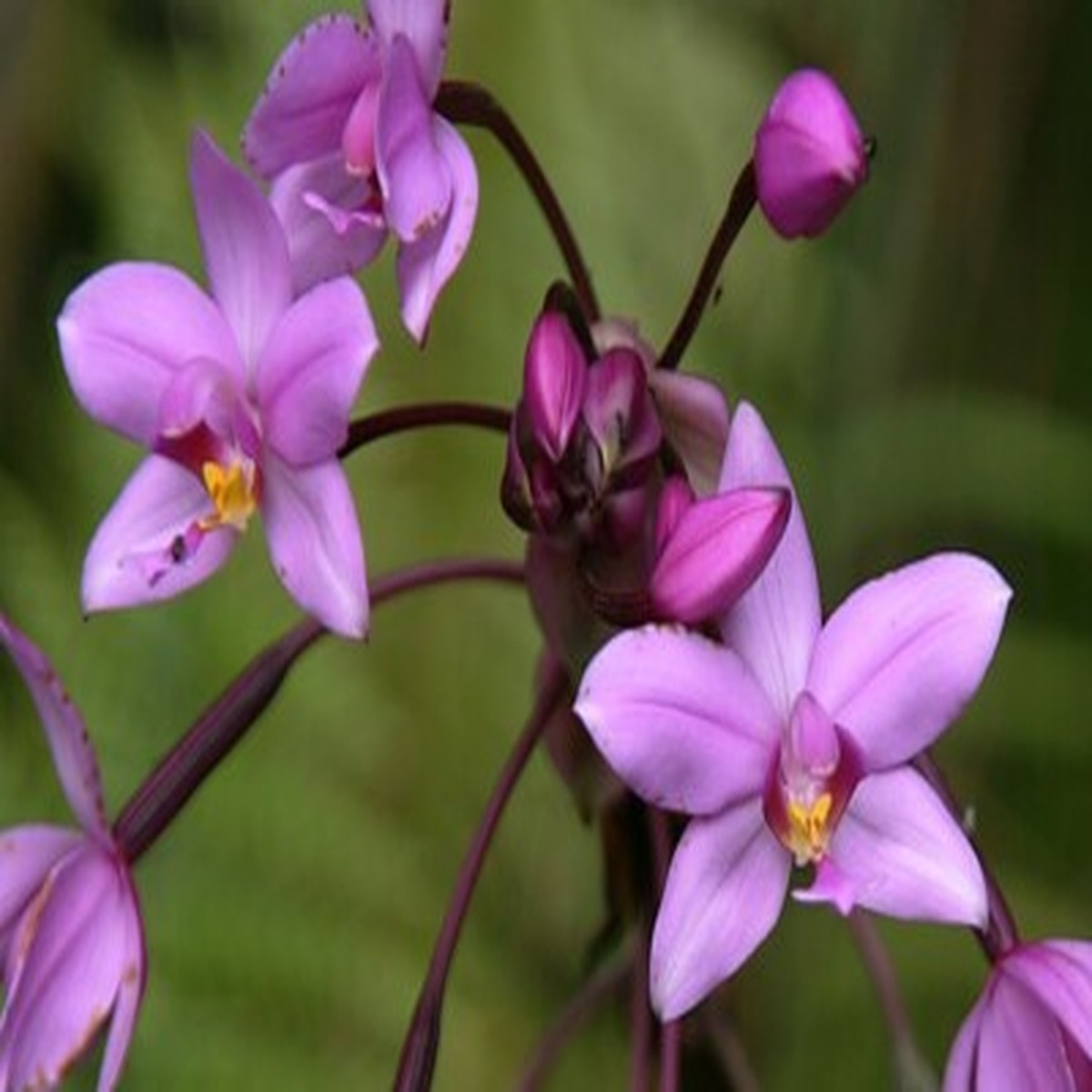 1 Spathoglottis plicata Purple Lavender Ground Orchid Live Plant in 4 Pot Tropical Perennial Orchid