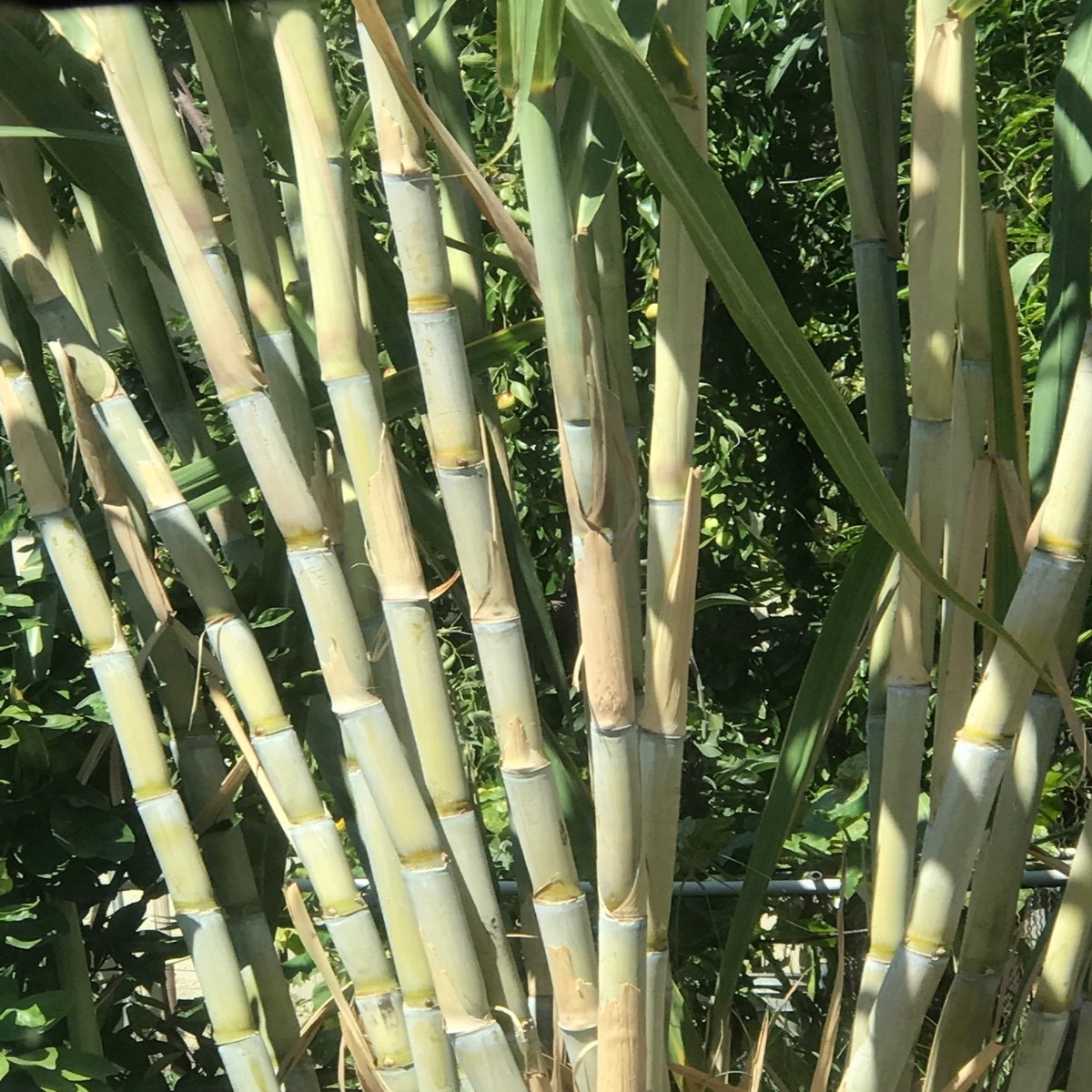 5 Rooted Sugarcane Cuttings Sweet & Juicy Tropical Live Plant Ready to Plant Fast Growing Fresh Organic Stalks
