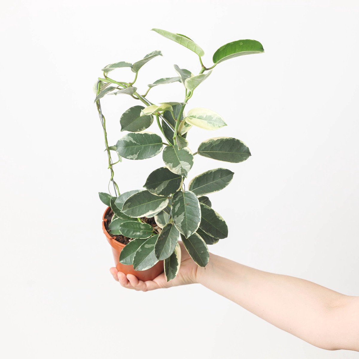 Stephanotis floribunda Variegated