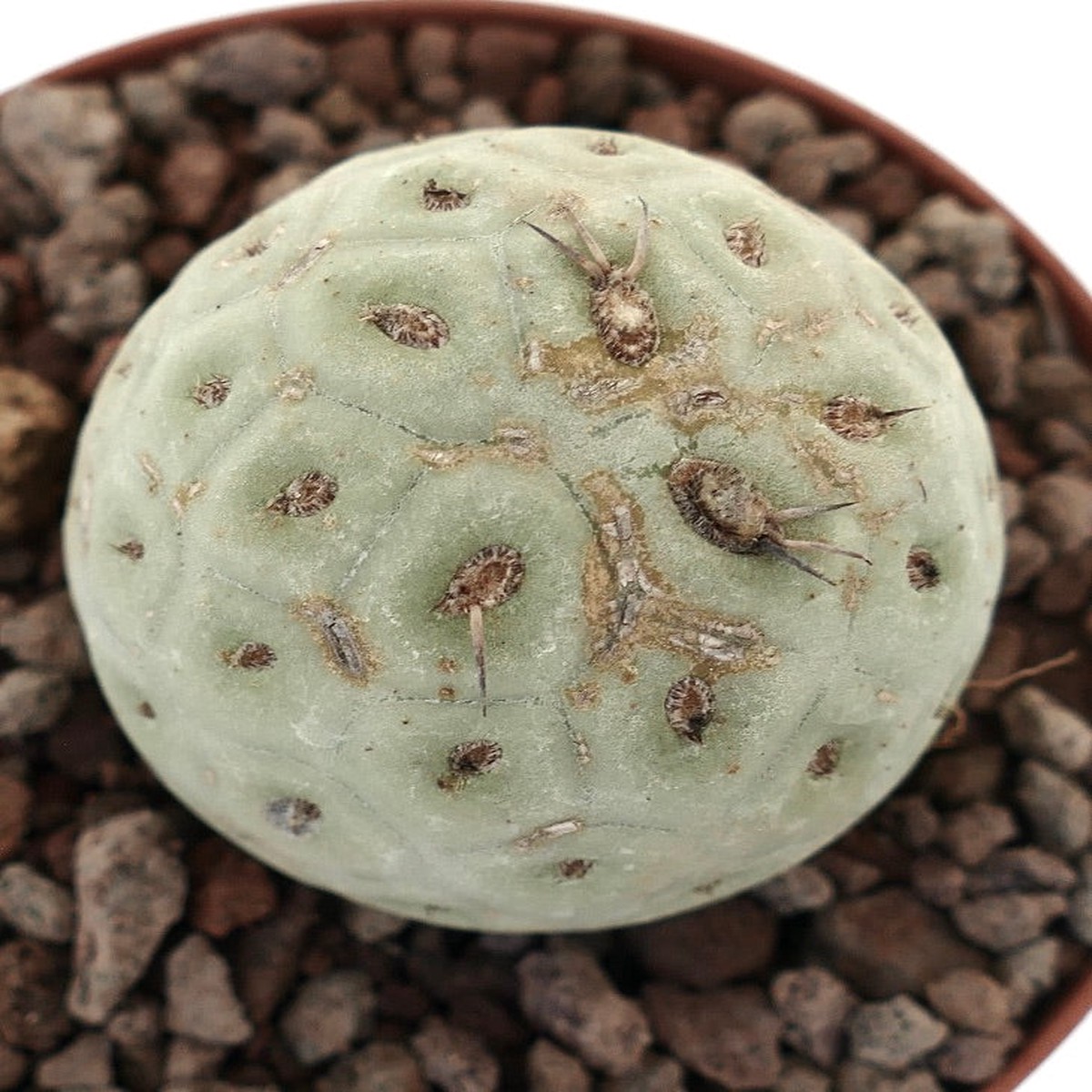 Tephrocactus geometricus ONE BALL KM