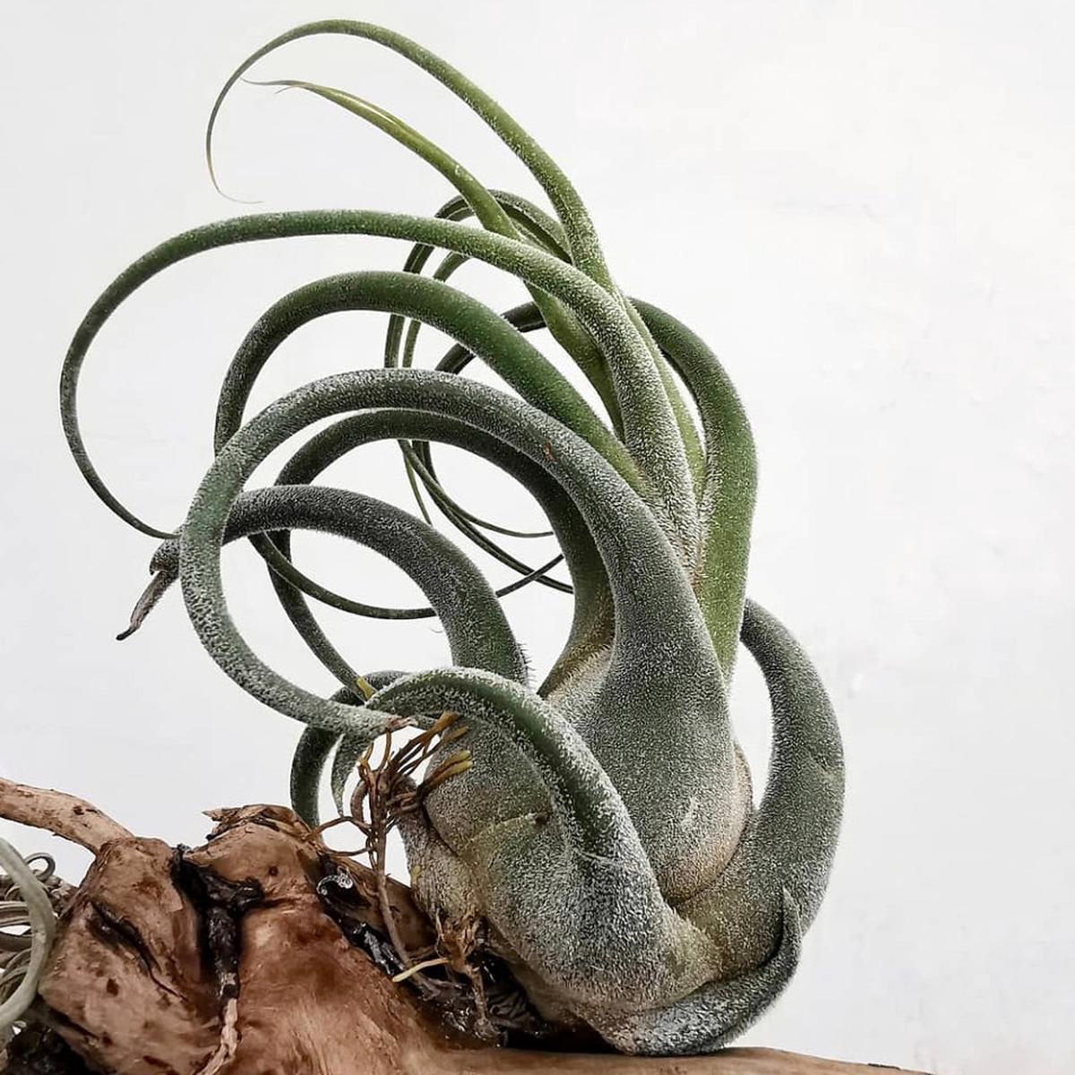 Tillandsia seleriana