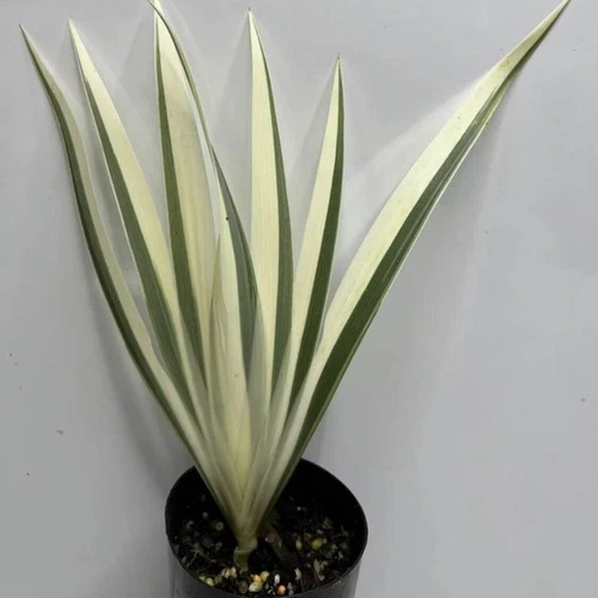 Varigated Iris: Unique And Rare Plant : $14.99 Per Rhizome
