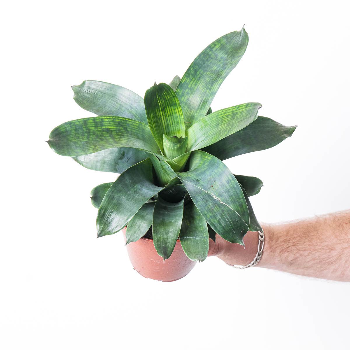 Vriesea gigantea 'Nova' - 12cm
