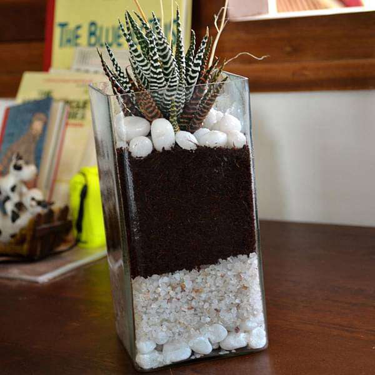 Zebra cactus in cylindrical square glass pot (9in Ht)