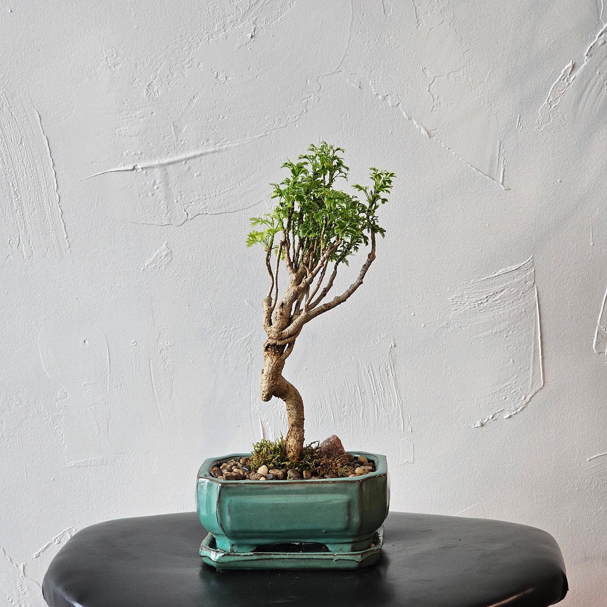 Snowflake Aralia Bonsai: Polyscias fruticosa - 6 inch Ceramic Planter