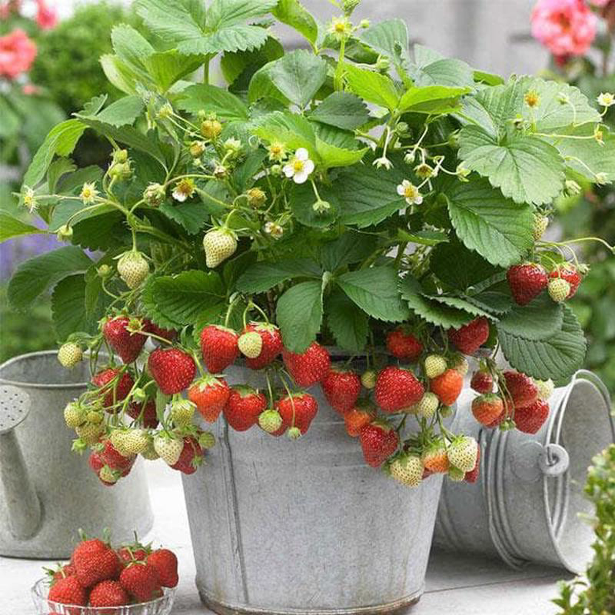 Strawberry 8211 Plant