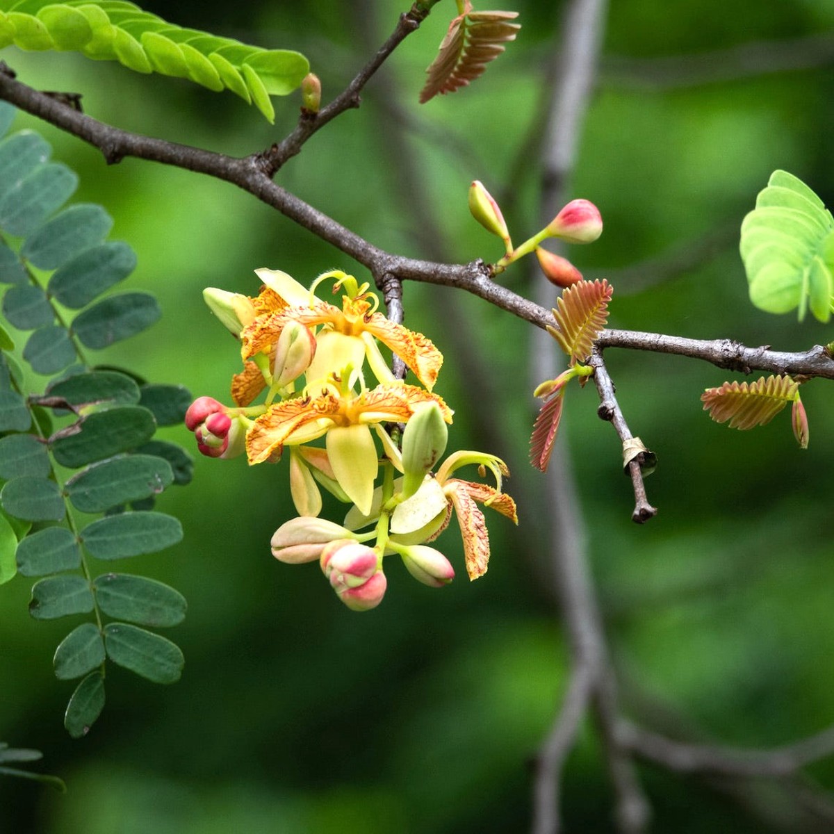 Tamarindus indica