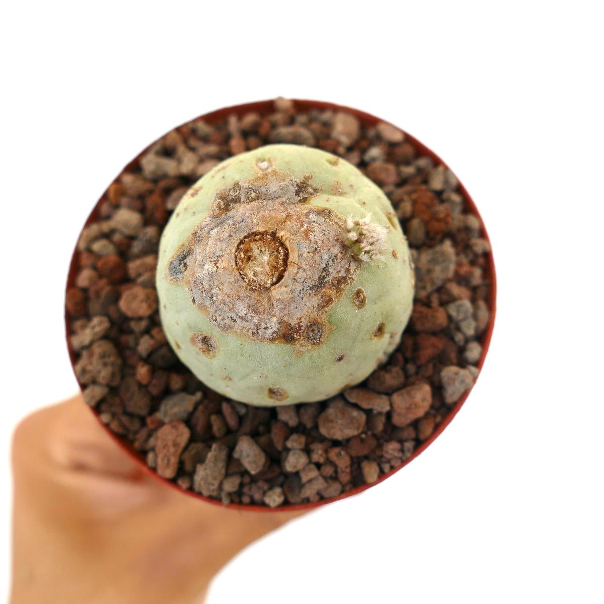 Tephrocactus geometricus WITH BROWN MARKS