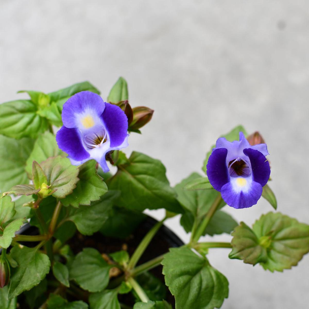 Torenia Moon Indigo (Blue)