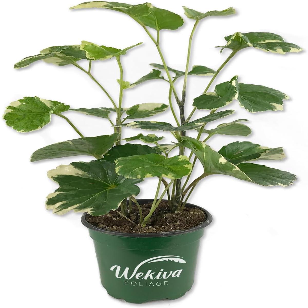 Variegated Balfour Aralia - Live Plant in a 4 Inch Grower's Pot - Polyscias Scutellaria - Florist Quality Beautiful Easy Care Indoor Houseplant