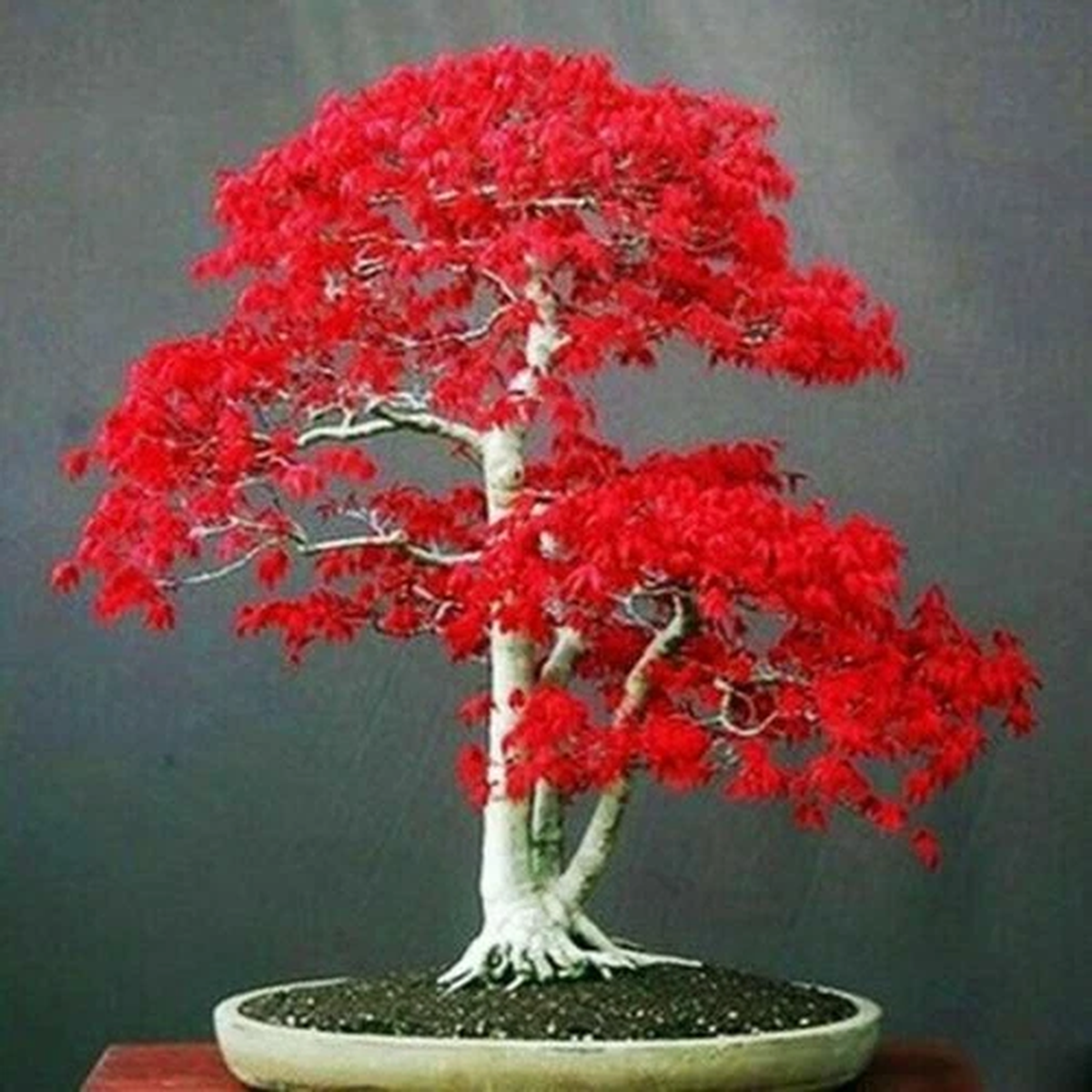 20 Seeds JapaneseRed  Maple Tree bonsai rare plant for home Garden