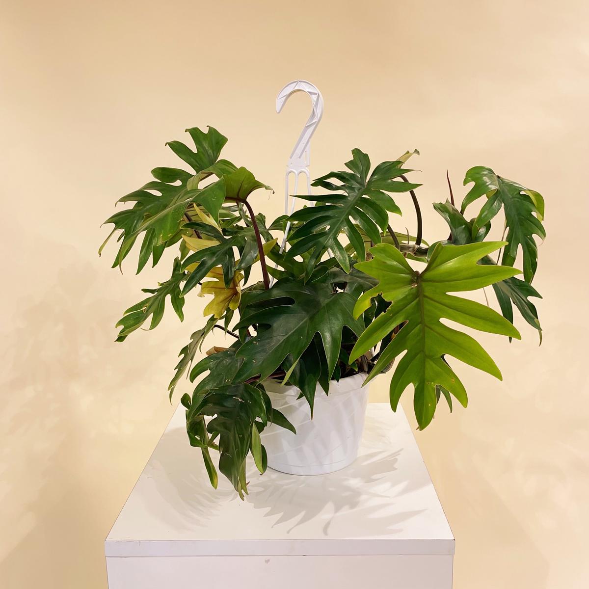 Tahiti: Philodendron mayoi - 8 inch hanging basket
