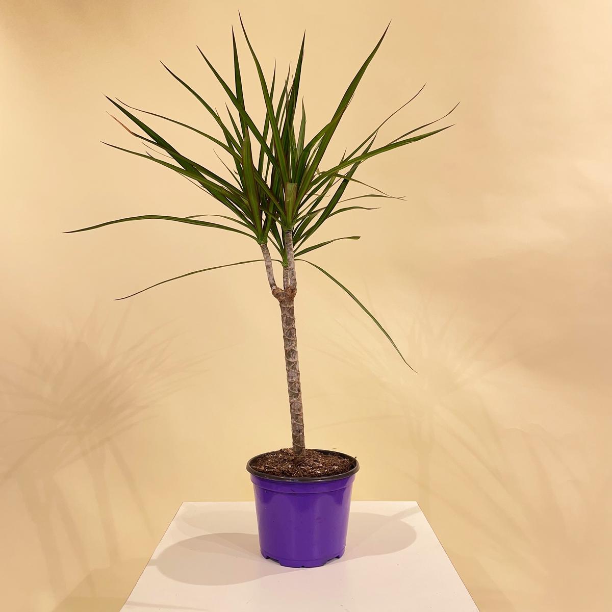 Tall Dragon Tree: Dracaena marginata - 6 inch pot
