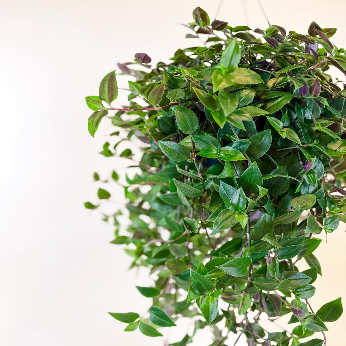 Tradescantia Green Hill