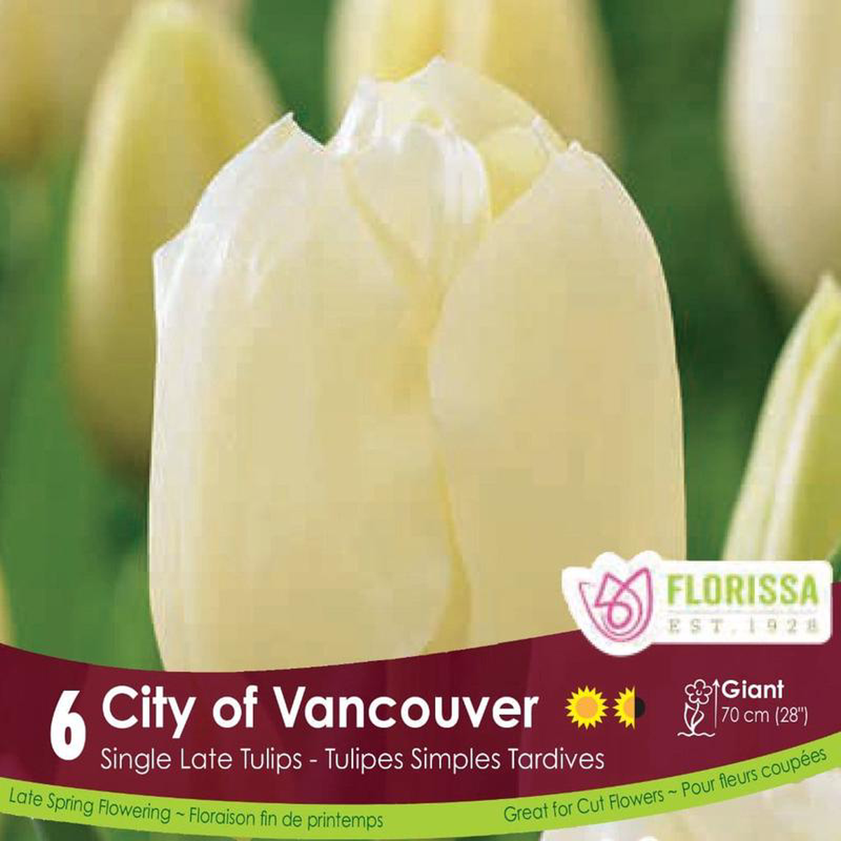 Tulip 8211 City of Vancouver 6 Pack