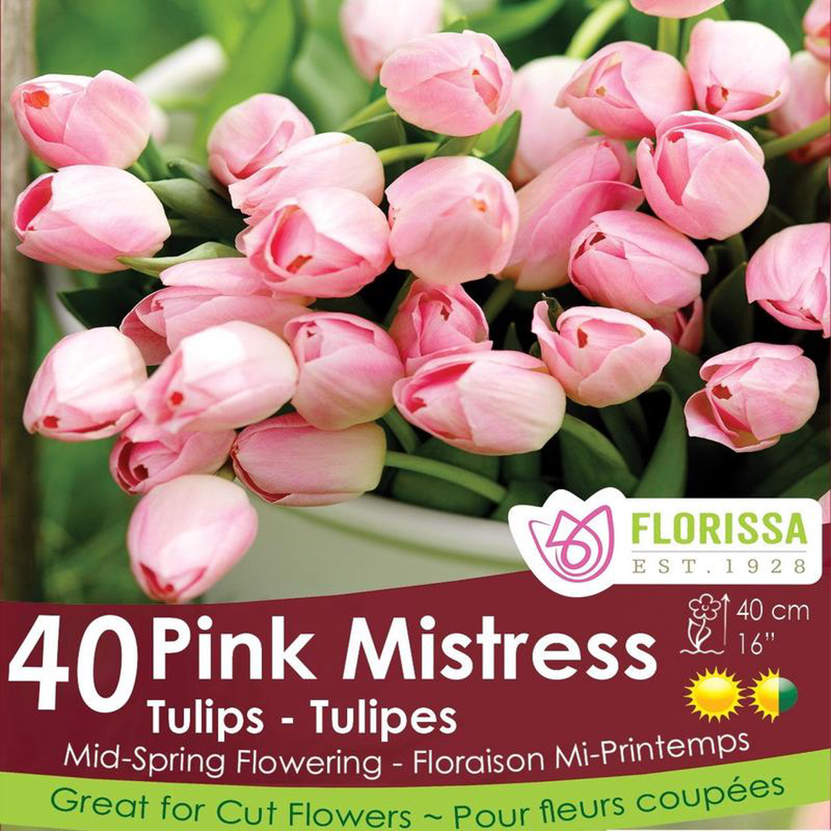 Tulip 8211 Pink Mistress 8211 Mesh Bag 40 Pack