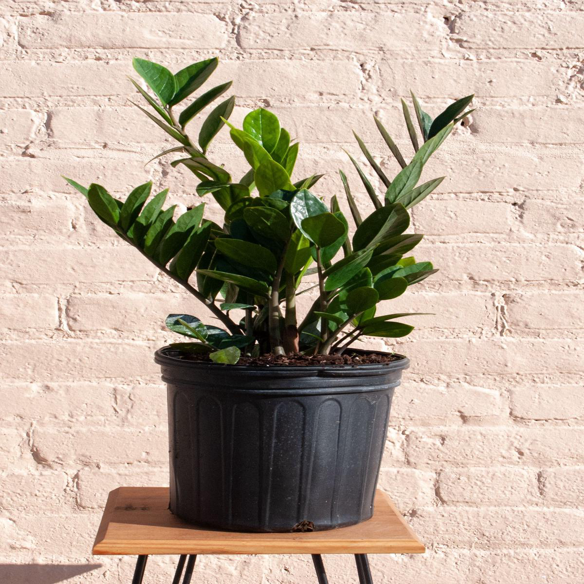 Zamioculcas zamiifolia 8217ZZ plant8217 8211 88221 28217 tall