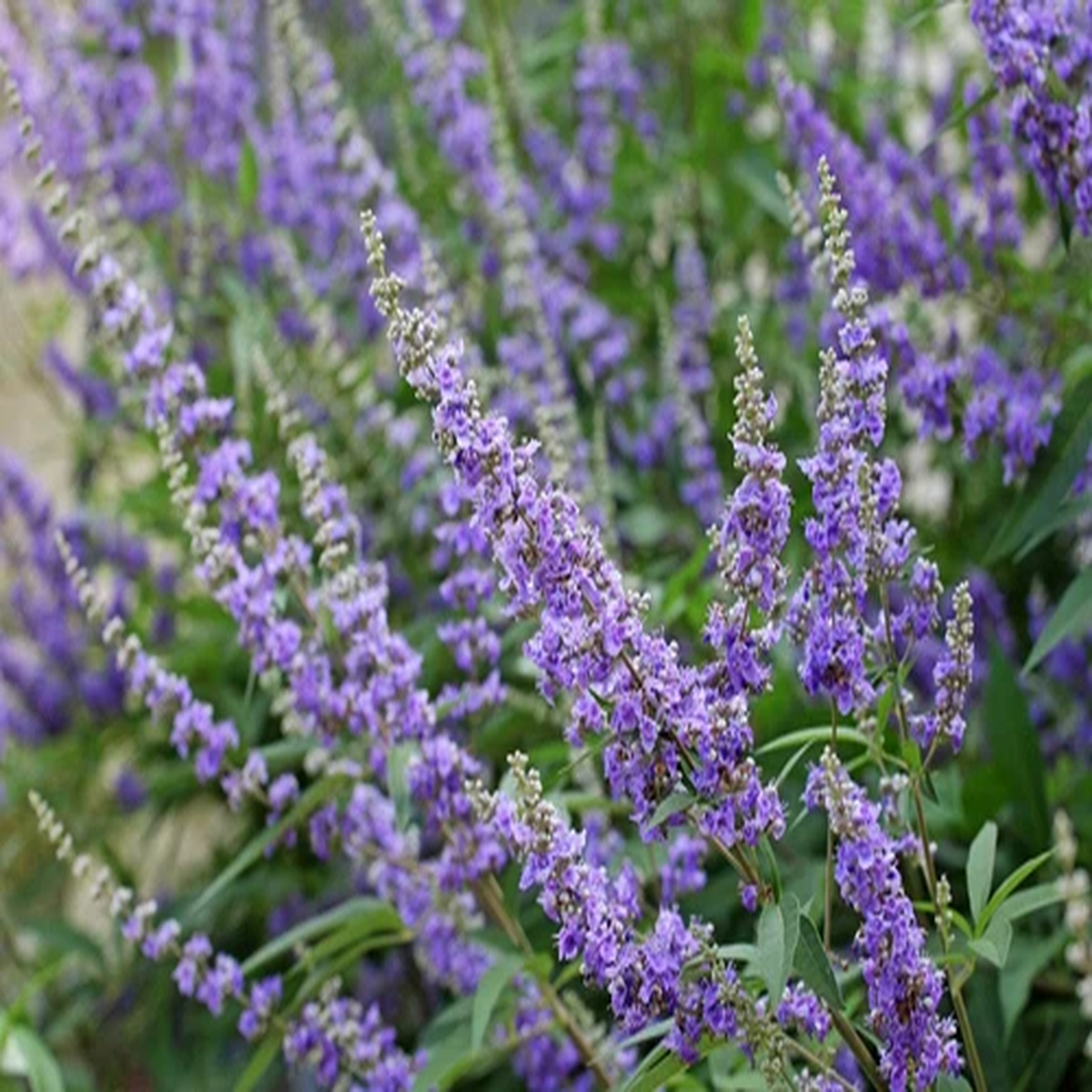 25 CHASTE BERRY TREE Vitex Agnus Castus Monks Pepper Flower Seeds *Comb S/H