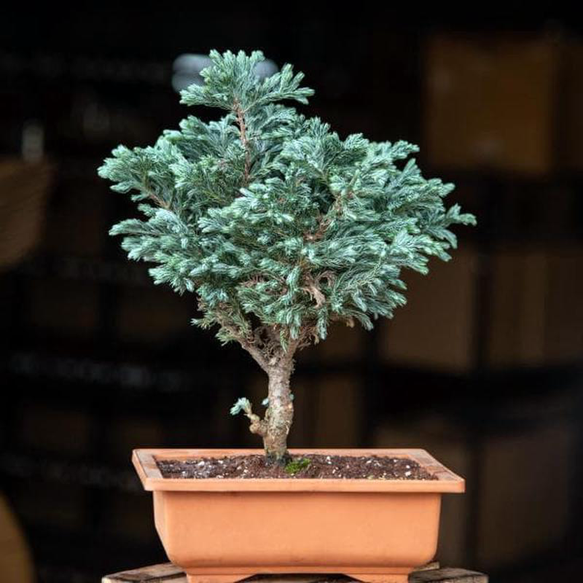 Silver cypress Bonsai 8211 Plant