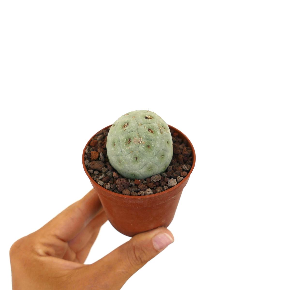 Tephrocactus geometricus ONE BALL 55-2017