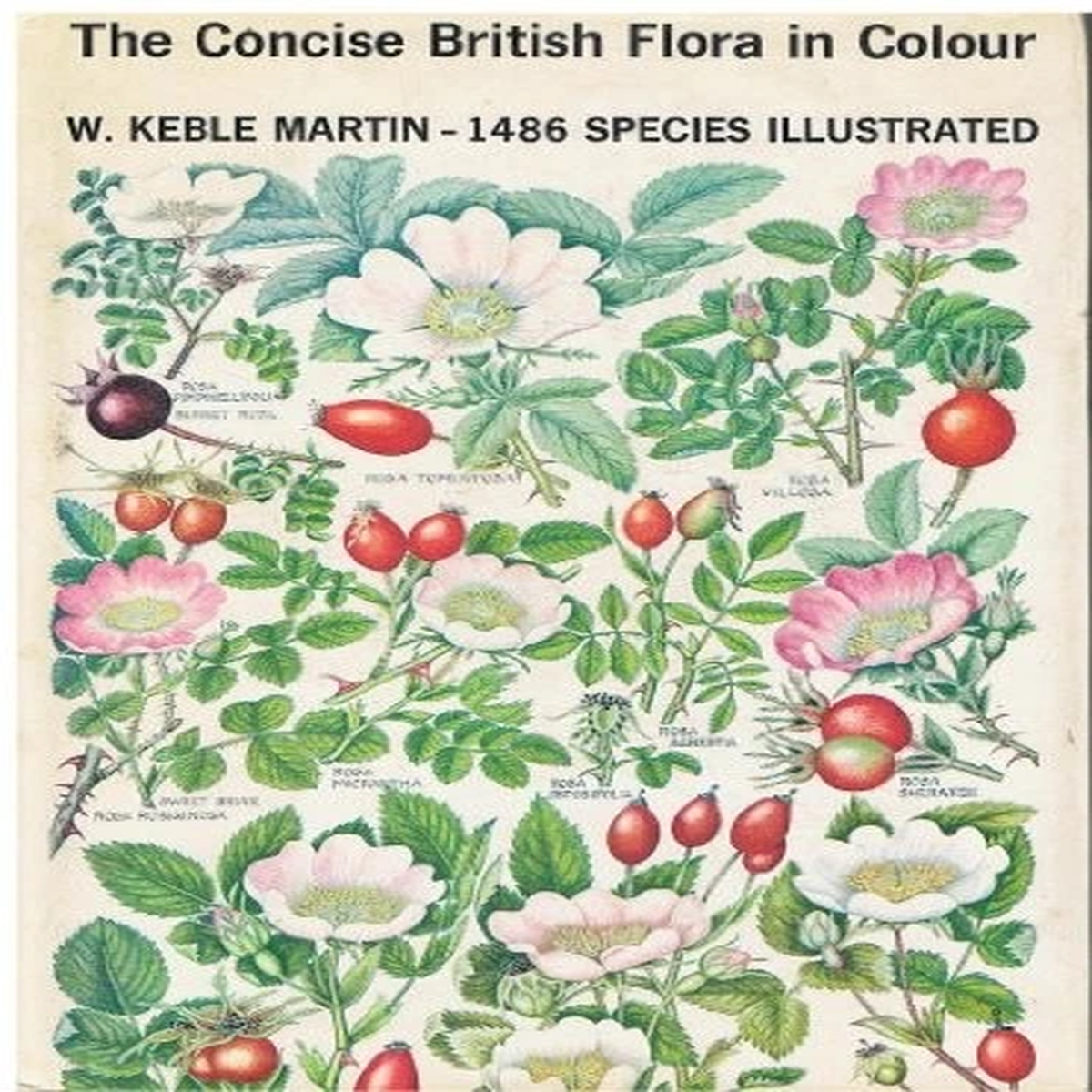 The Concise British Flora in Colour by Keble Martin, W. Book The Fast Free