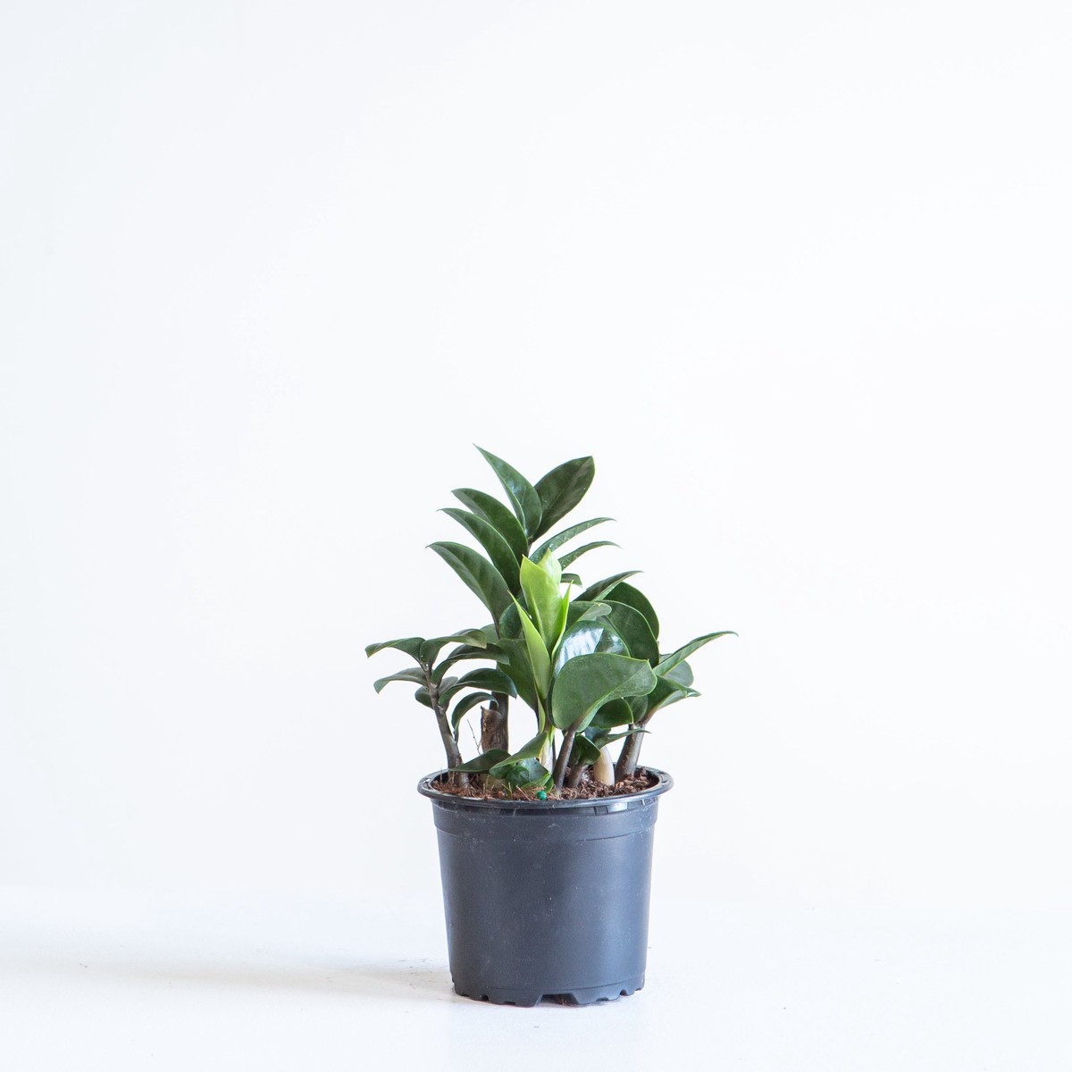 ZZ Plant Compact Leaf: Zamioculcas zamiifolia 'Zenzi' - 4 inch pot