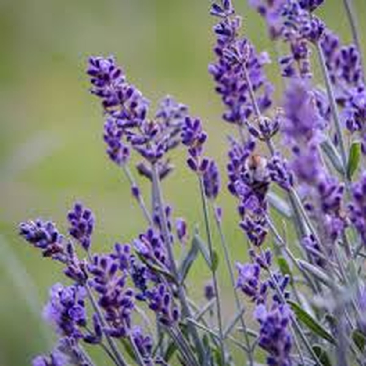 15 Organic Live California Lavender 6" Unrooted Cuttings (Lavandula angustifolia), Fragrant Garden Plant, Ideal for Growing & Propagation