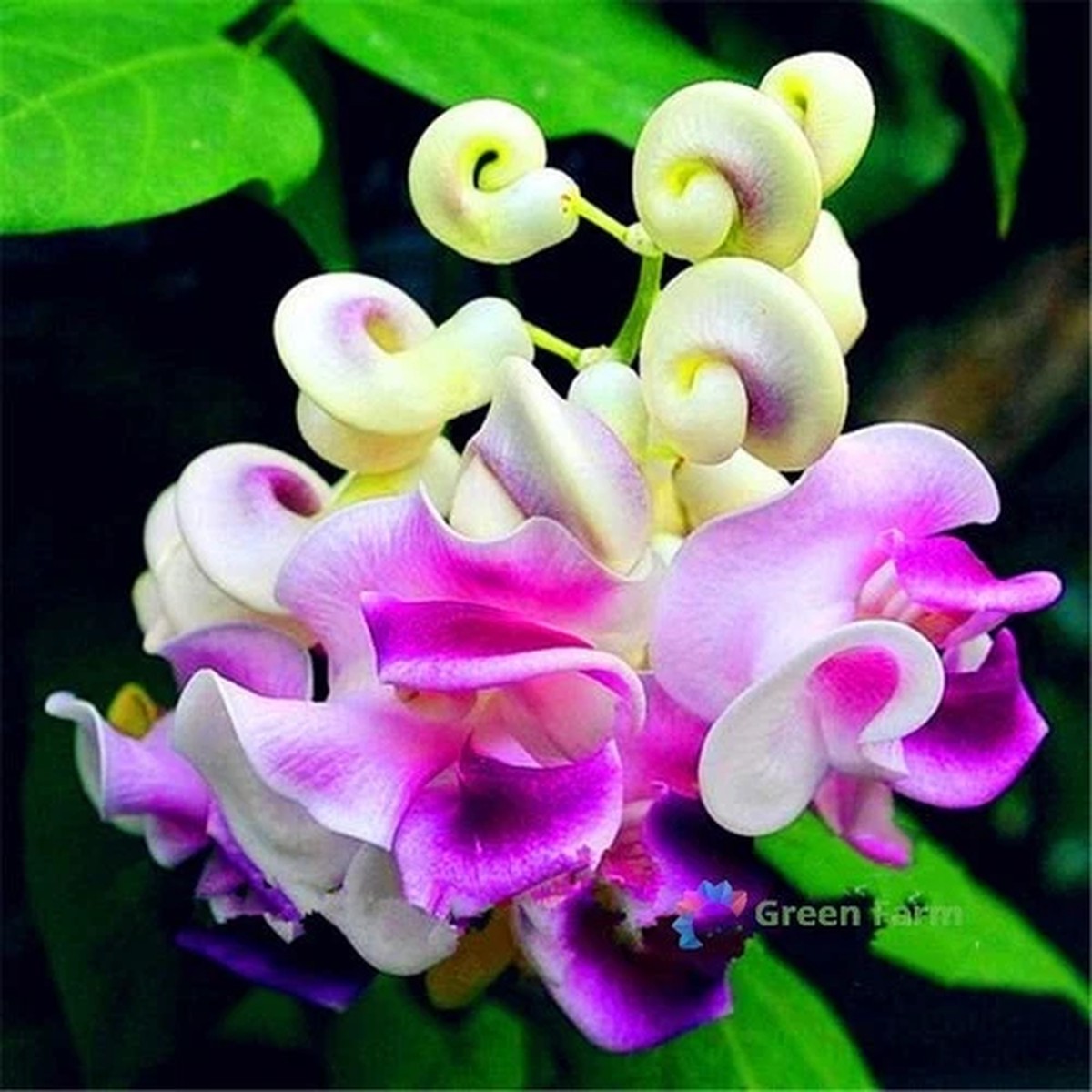 20 Seeds Cochliasanthus Vigna Caracalla Corkscrew Vine Snail Creeper Bean Flower