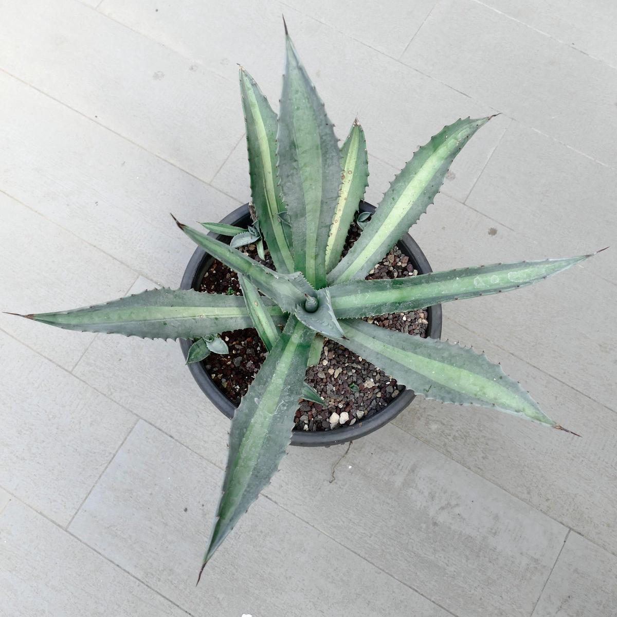 Agave americana LIME VARIEGATED