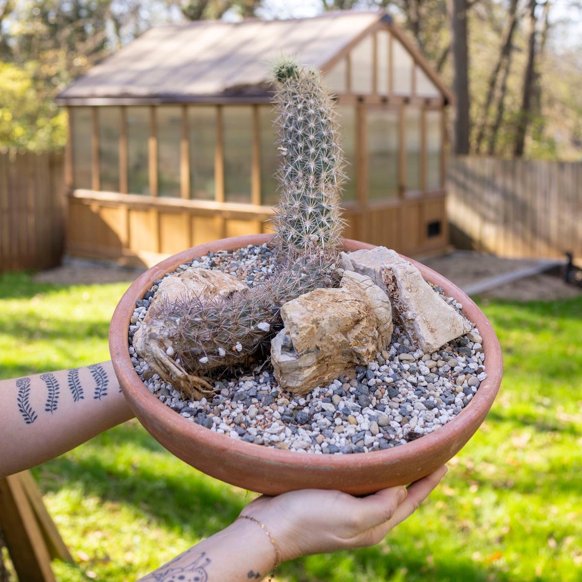 Stenocereus eruca 'Creeping Devil Cactus'