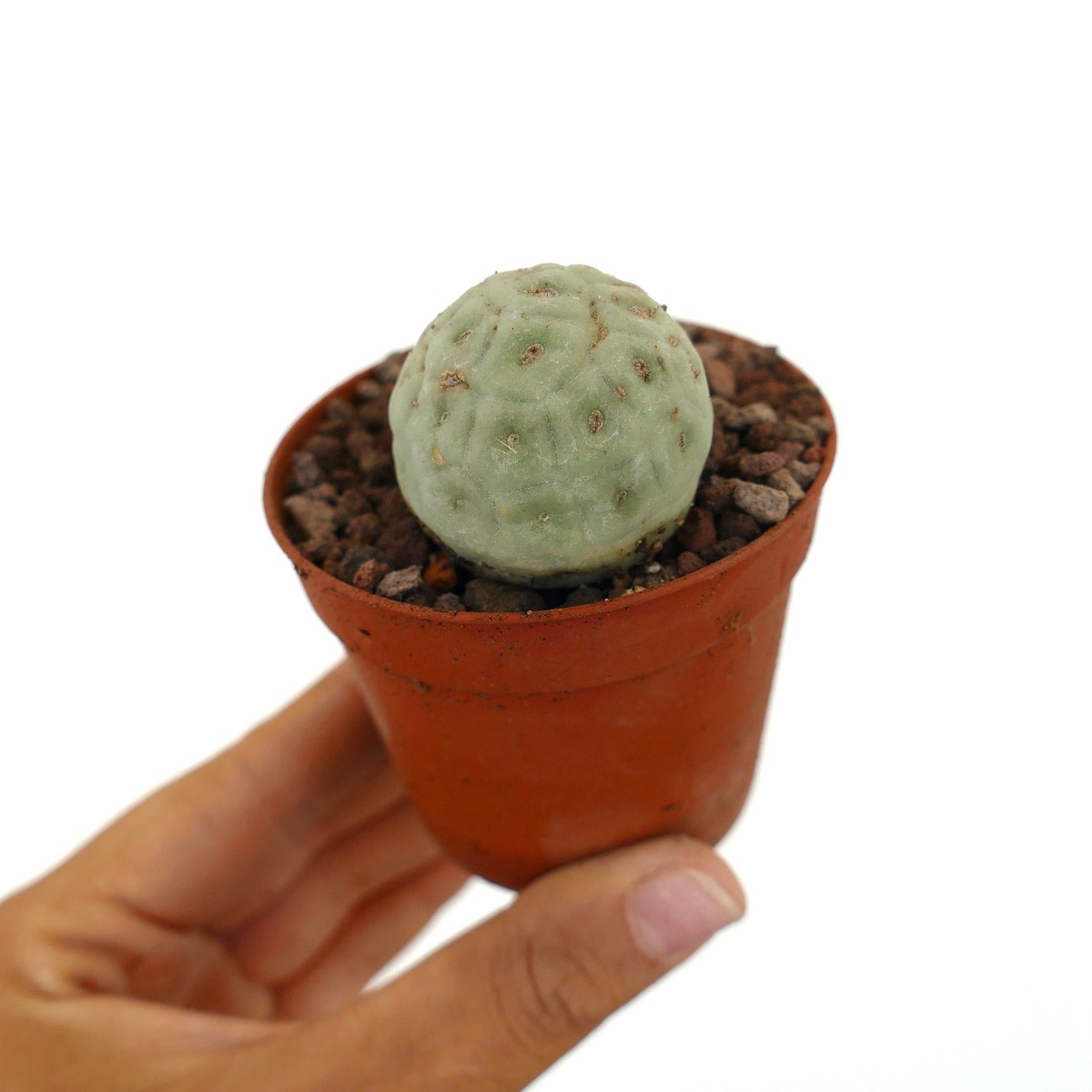 Tephrocactus geometricus ONE BALL A76