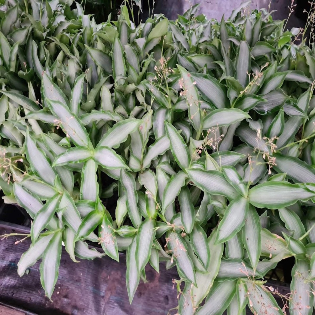 Tradescantia spathacea