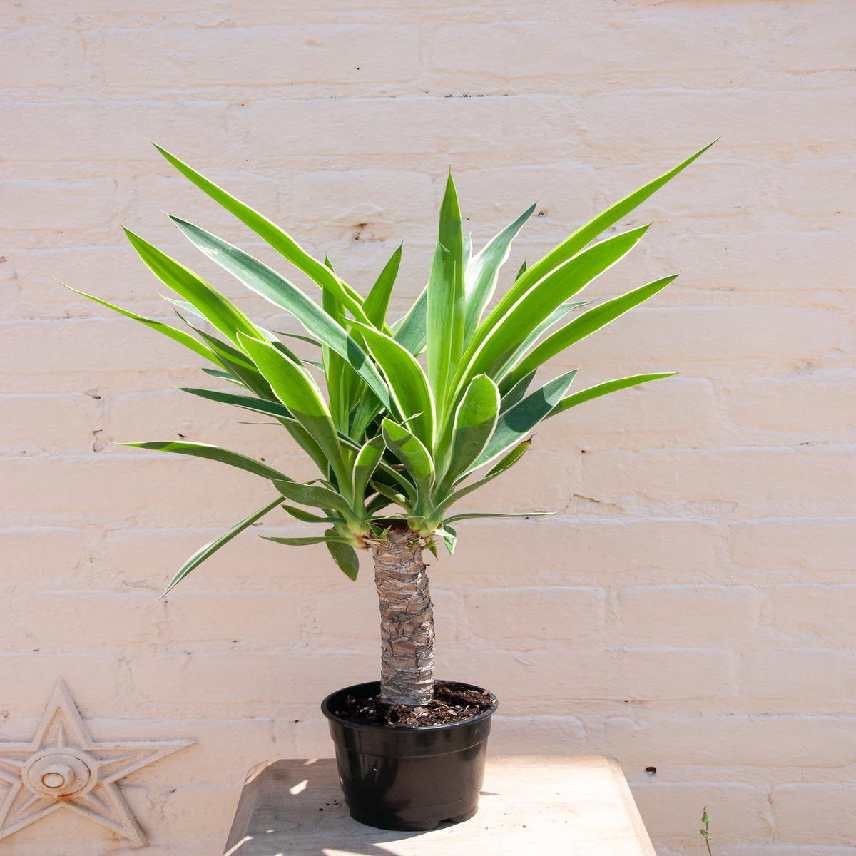Yucca gigantea 8217Yucca Cane8217 8211 58221