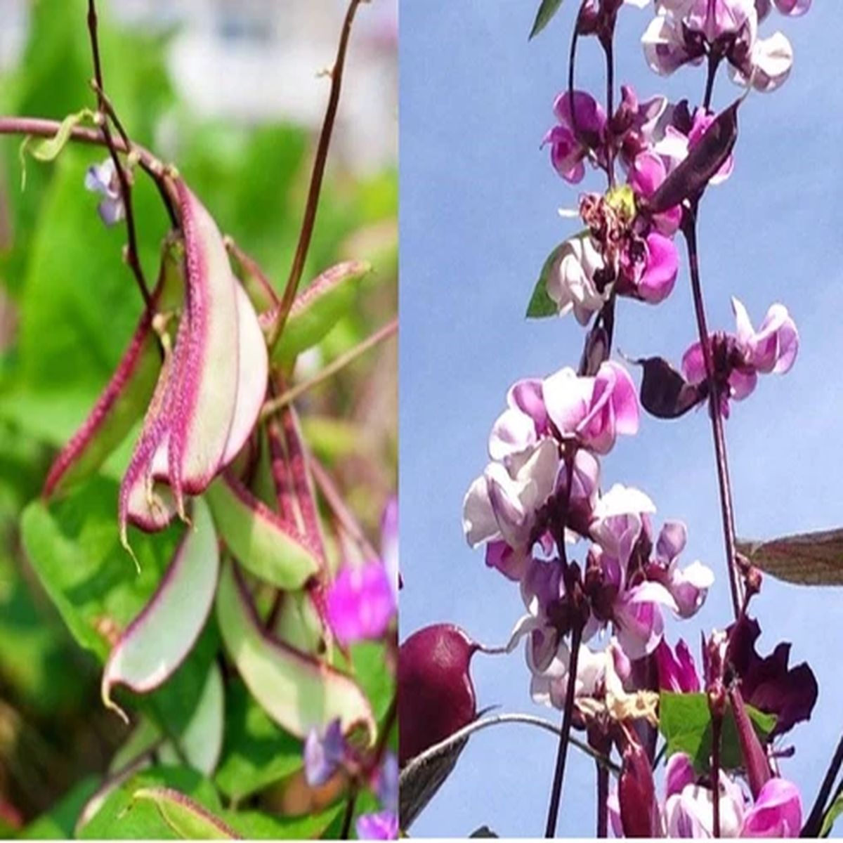 10+ Hyacinth Bean Vine Seeds Most Beautify Asian/Purple Bataw Dolichos Lablab