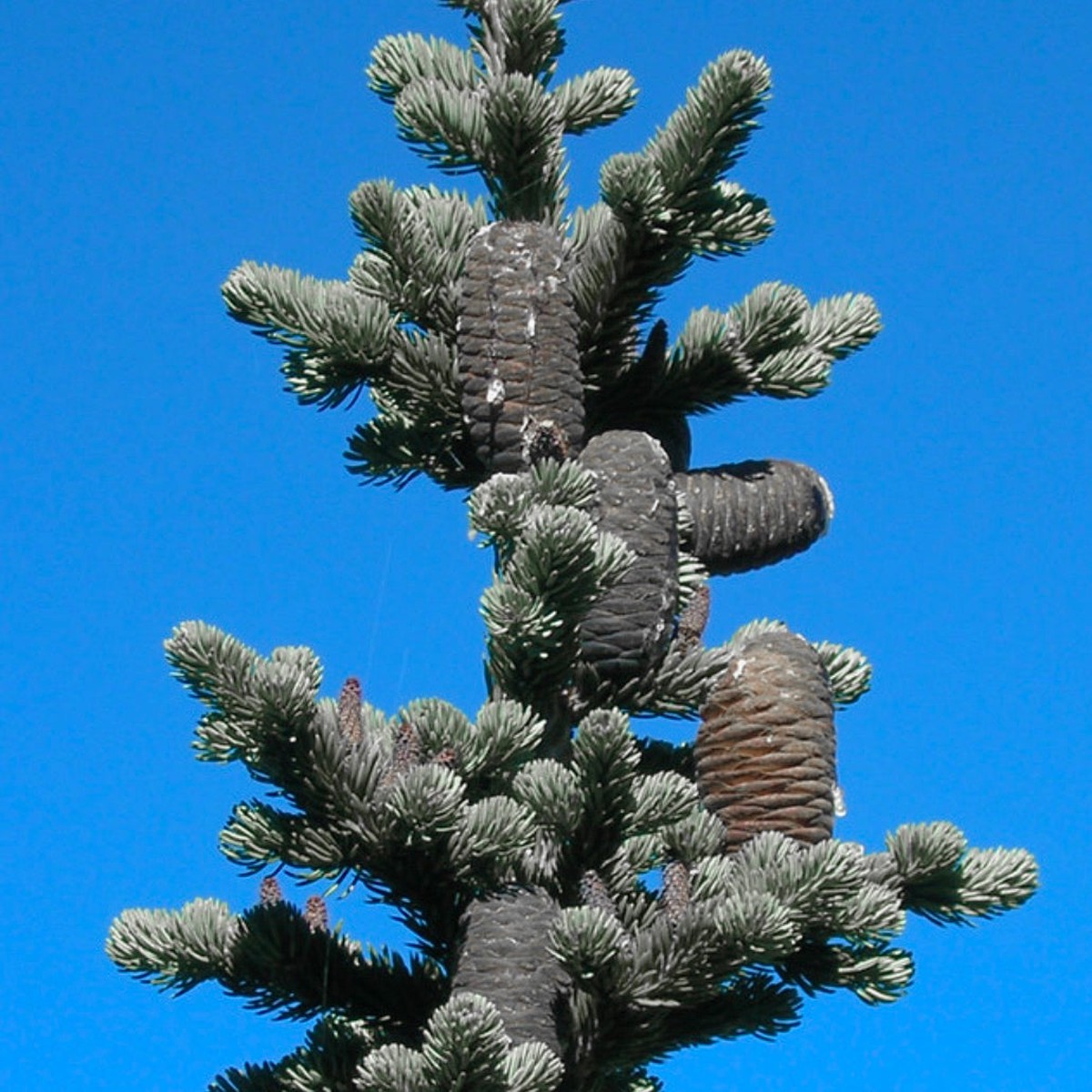 Abies lasiocarpa
