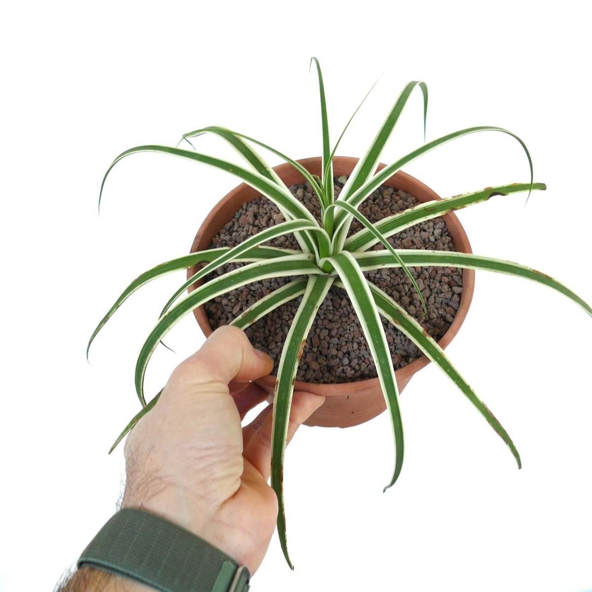 Agave bracteosa MONTERREY FROST WHITE VARIEGATED