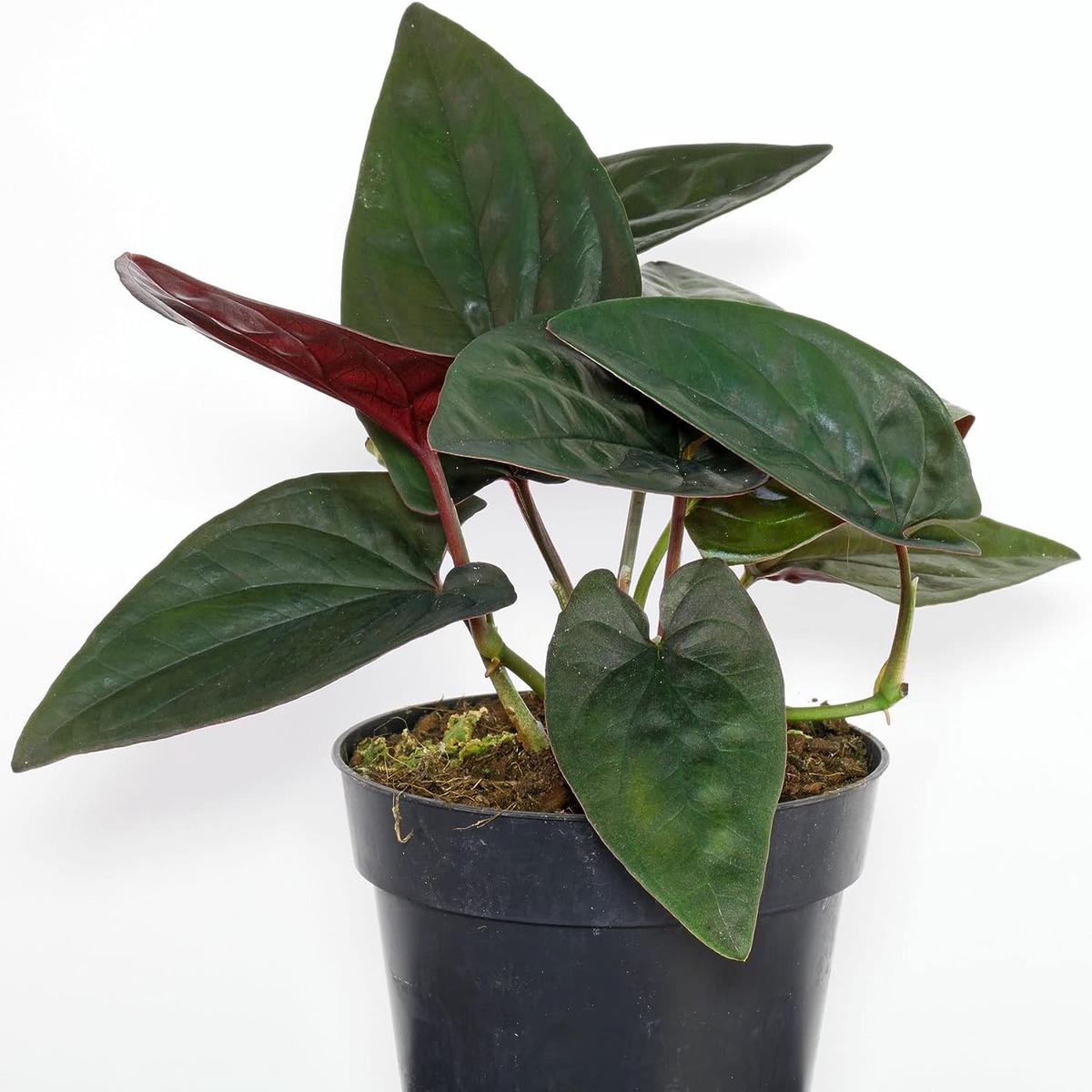 Syngonium Red Arrow - Live Plant in a 4 Inch Pot - Syngonium Erythrophyllum 'Red Arrow' - Stunning Houseplant with Unique Foliage - Air Purifying