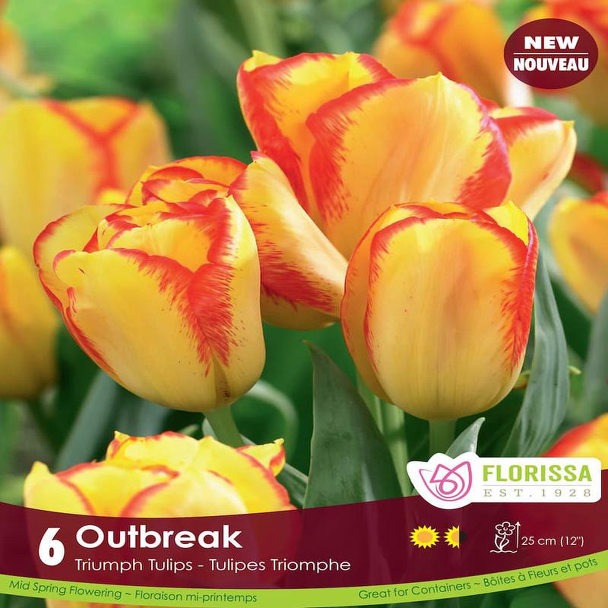 Tulip 8211 Outbreak 6 Pack