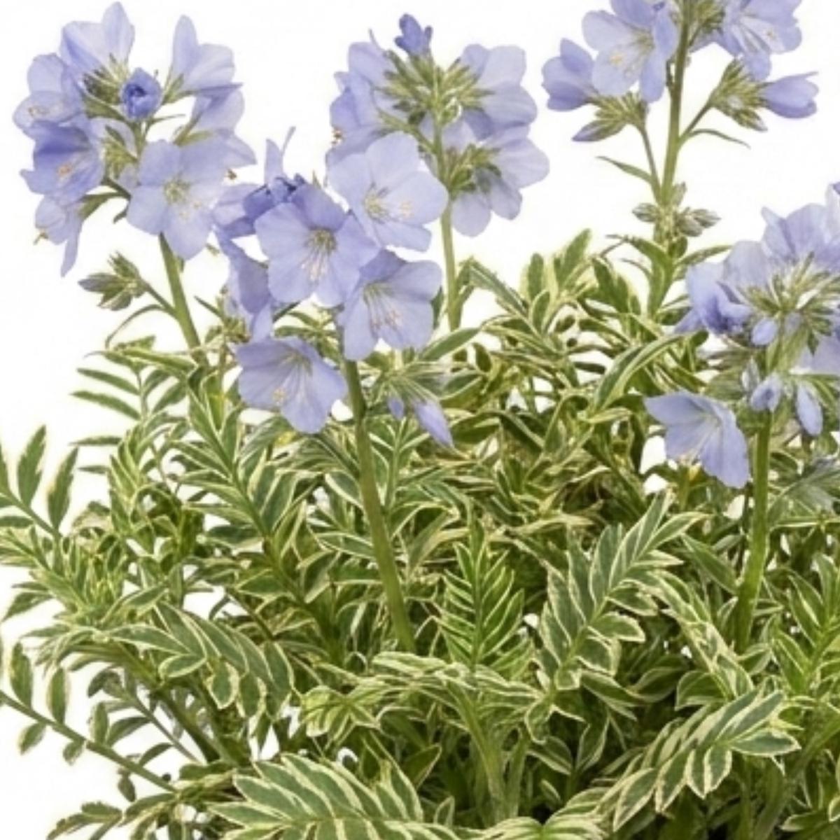 1 Polemonium Touch of Class Jacobs Ladder Plant, Hardy Variegated Cottage Garden Perennial, 3L Root Ball