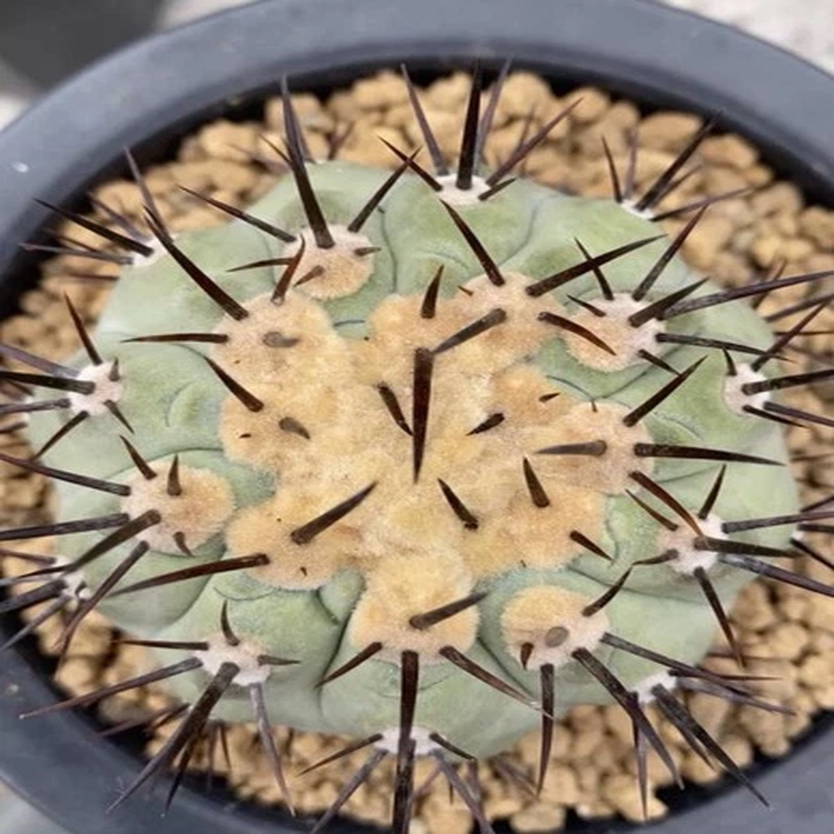 1pcs  Copiapoa columna-alba  Old ball flavor  WYSIWYG 6.5cm